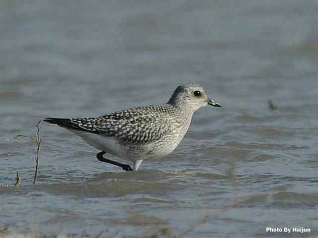 追逐拍摄灰斑鸻