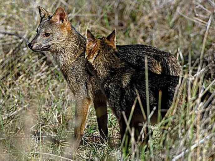 犬科：狐亚科食蟹狐属之食蟹狐