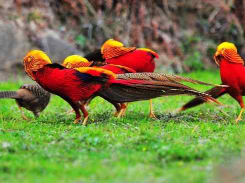 凤凰：传说中的鸟原型探秘（锦鸡）