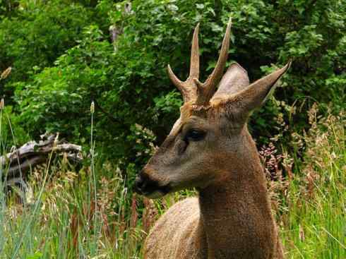 麒麟：传说的兽原型探秘（驼鹿）