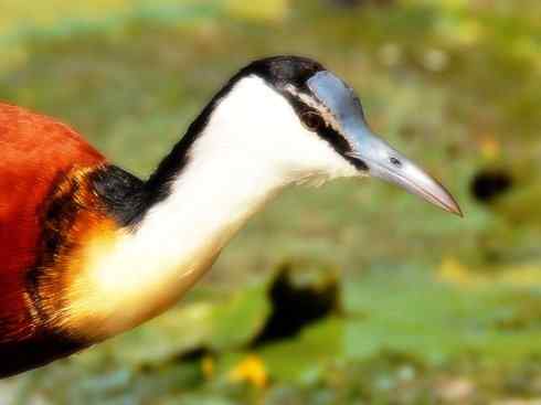 奇特的盔：非洲雉鸻