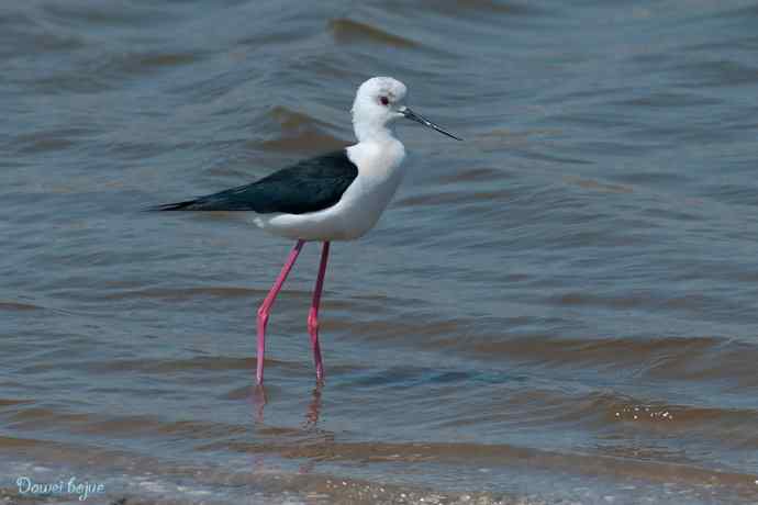 黑翅长脚鹬的港湾