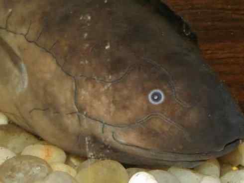 鱼类活化石：美洲肺鱼