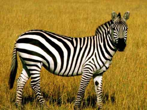 独角兽：传说的兽原型探秘（霍加狓）