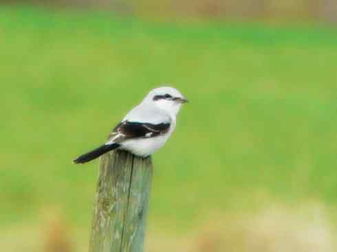 美丽无罪：雀鸟之丛伯劳