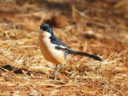 美丽无罪：雀鸟之丛伯劳