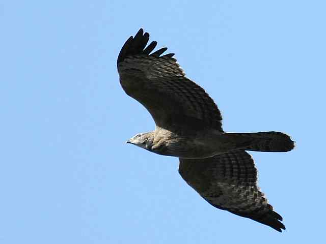 望京楼观赏猛禽迁徙