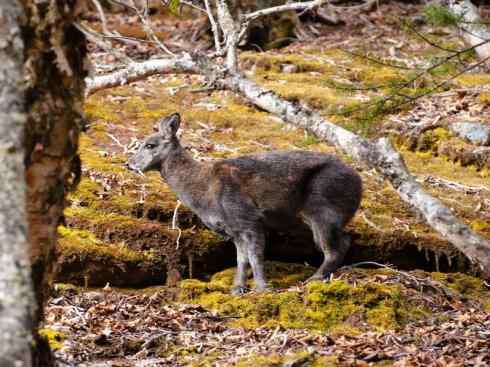 麒麟：传说的兽原型探秘（长颈鹿）