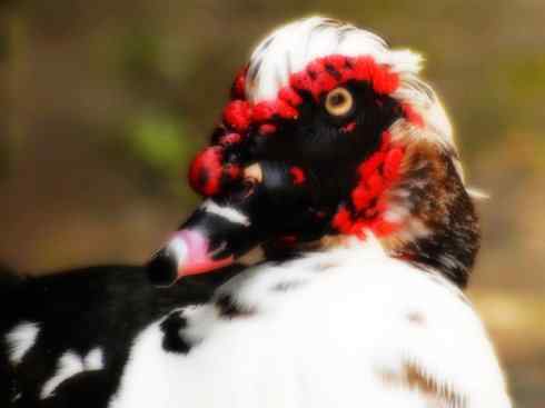 家禽驯化之源之二