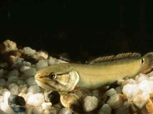 鱼类活化石：弓鳍鱼