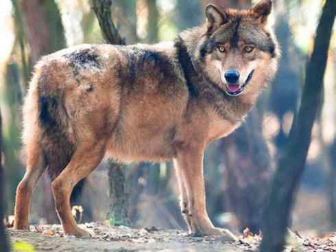 犬科：犬亚科犬属之灰狼