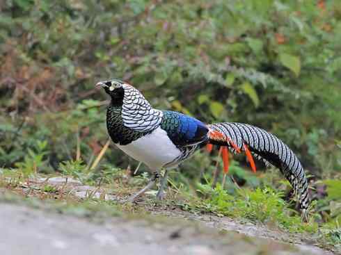 凤凰：传说中的鸟原型探秘（锦鸡）