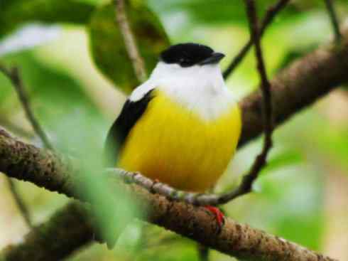 白头鸟系列：另类的美丽3