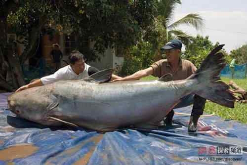 2006年度十大动物故事