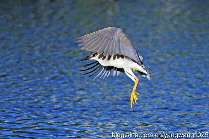 寻鱼的夜鹭（5）