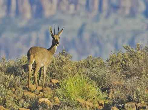 麒麟：传说的兽原型探秘（狷羚）