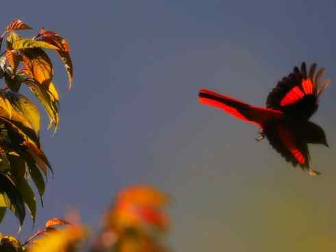 美丽无罪：雀鸟之山椒鸟