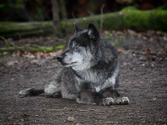 犬科：犬亚科犬属之灰狼