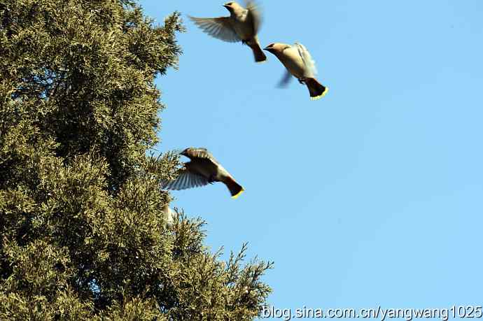 颐和园的收获（欢乐的太平鸟）2