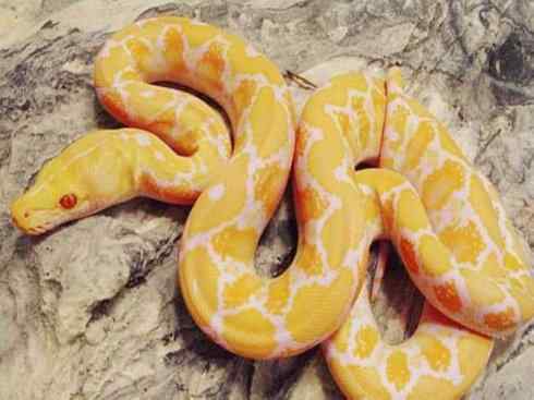 龙：传说的兽原型探秘（蟒蛇类）