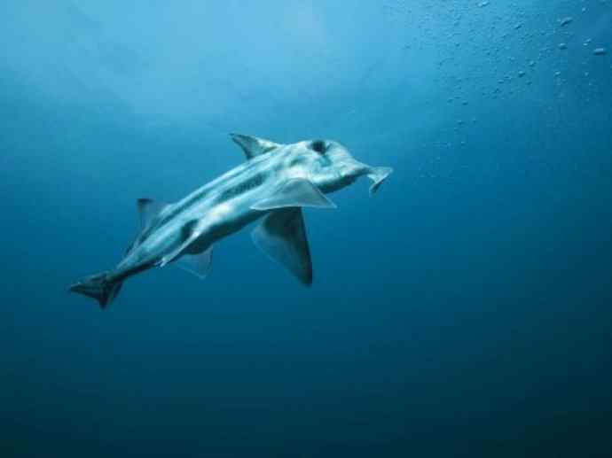 鱼类活化石：叶吻银鲛