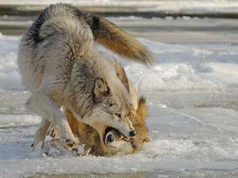 犬科：犬亚科犬属之灰狼