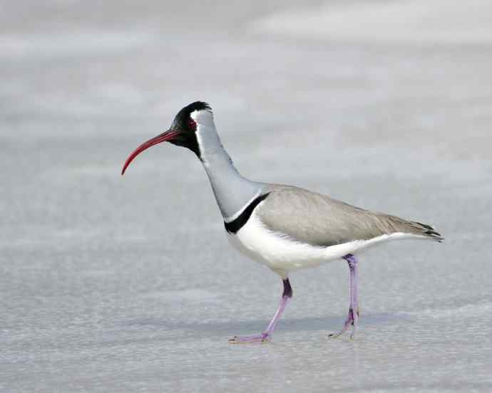 北京野鸟摄影——鹮嘴鹬