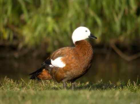 白头鸟系列：另类的美丽（黑胸麻鸭）