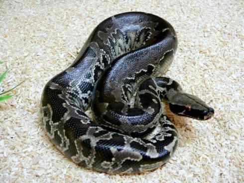 龙：传说的兽原型探秘（蟒蛇类）