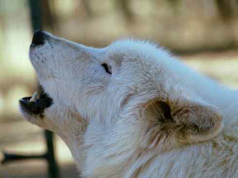 犬科：犬亚科犬属之灰狼