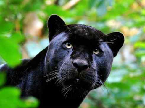 白虎：传说的兽原型探秘（美洲虎）