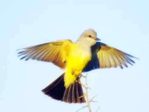 雀鸟也彪悍：四两拨千斤（王霸鹟）