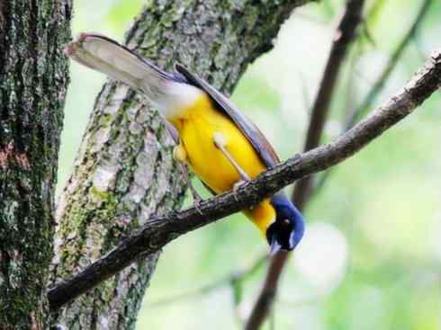 美丽无罪：雀鸟之噪鹛