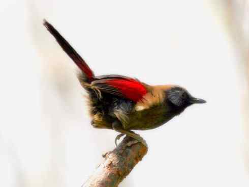 家禽驯化之源之十六