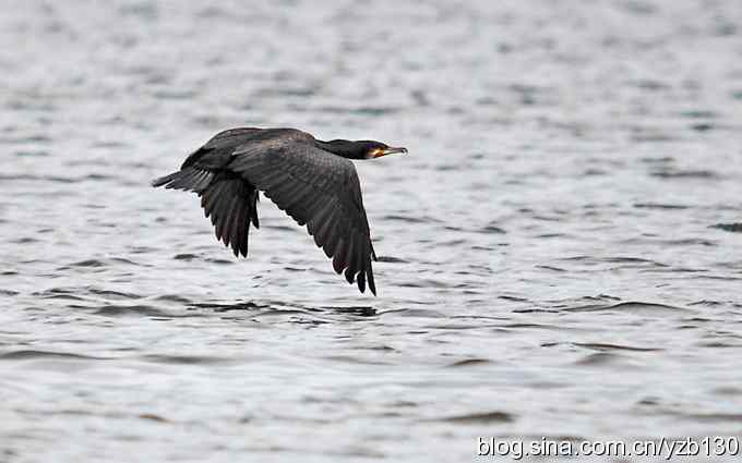 鸟的天堂9鈥斺斘诹核睾５哪信浣牵ㄗ橥迹