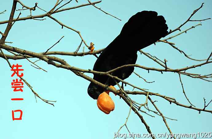 聪明的乌鸦 wbr1 聪明的乌鸦 wbr1