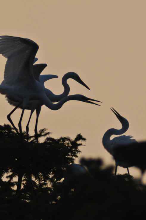 德国品牌650鈥1300镜头使用技巧摸索 德国品牌650—1300mm镜头使用技巧摸索