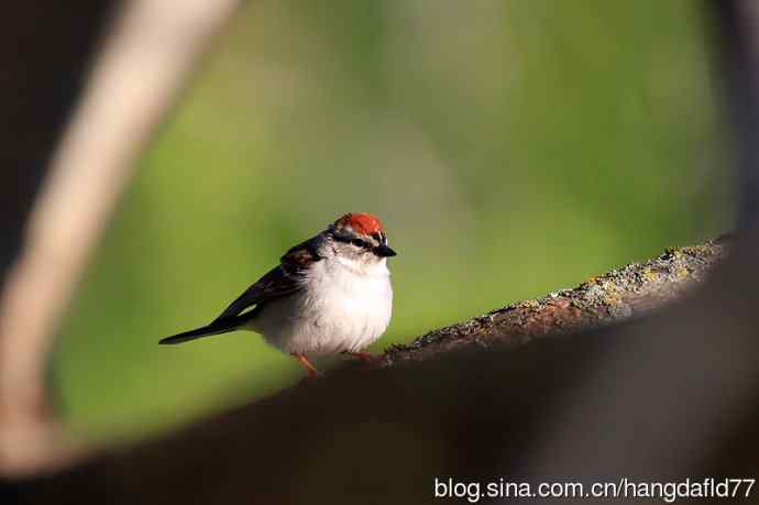 美国鸟类摄影——棕顶雀鹀（4）