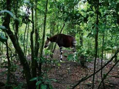 独角兽：传说的兽原型探秘（霍加狓）