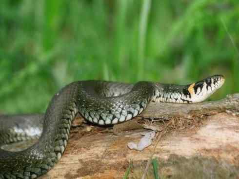 龙：传说的兽原型探秘（水蛇类）