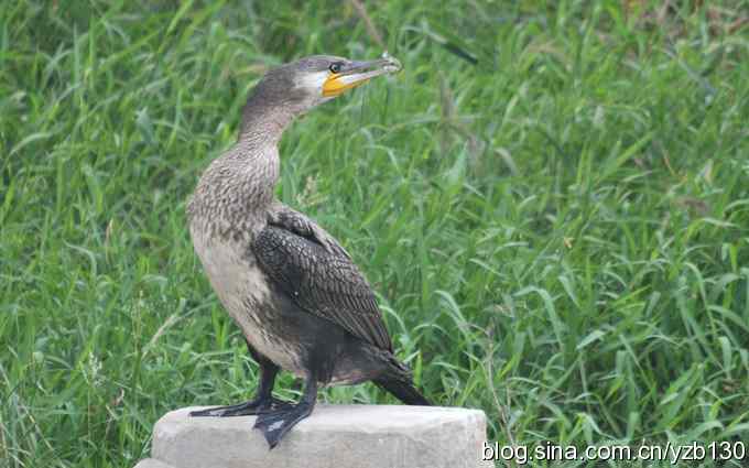 一只又肥又大的鸬鹚（组图）