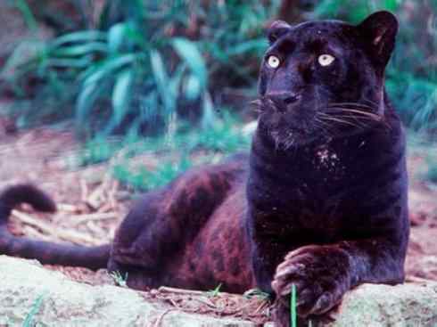 白虎：传说的兽原型探秘（美洲虎）