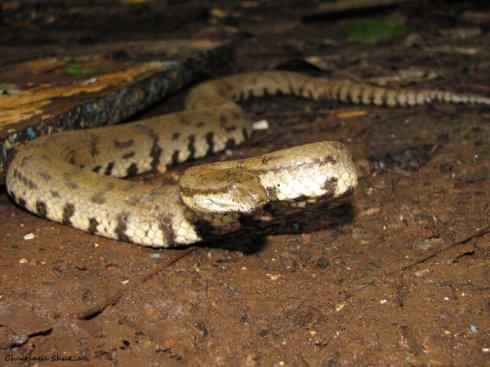 龙：传说的兽原型探秘（水蛇类）