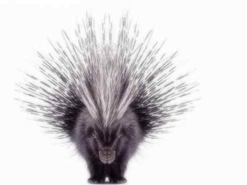 动物世界：山寨还是原创之二