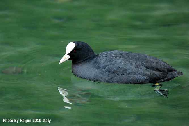【亚平宁半岛之旅 wbr. wbr角逐白骨顶】