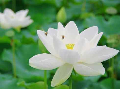 鱼类活化石：美洲肺鱼