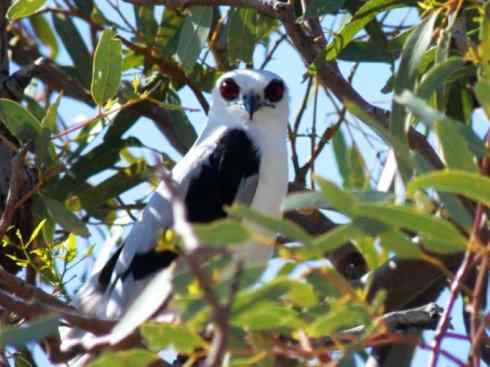 白头鸟系列：另类的美丽（白尾鸢）