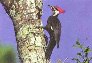 帝啄木鸟:现实中的海上钢琴师 帝啄木鸟:现实中的海上钢琴师