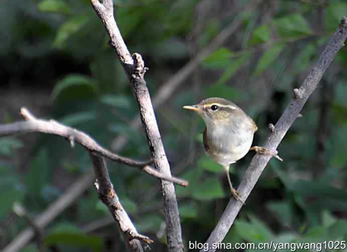 巨嘴柳莺（枝干篇）