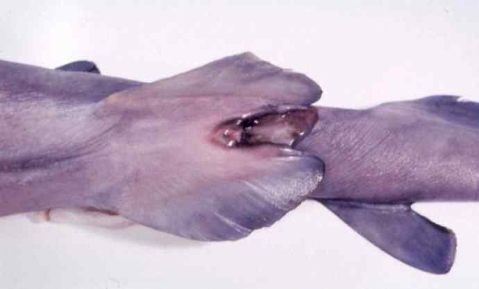 鱼类活化石：魔鬼鲨